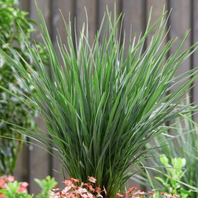 Dianella revoluta 'Coolvista'